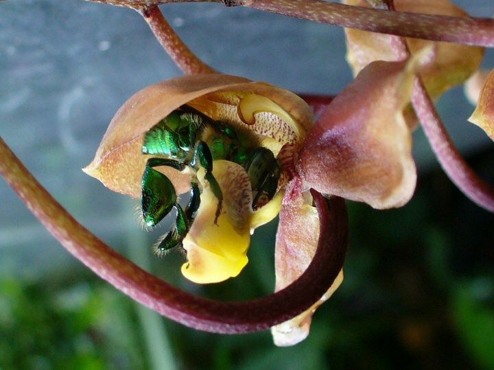 Gongora galeata
